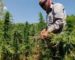 Lebanon on track to start legal cultivation of cannabis