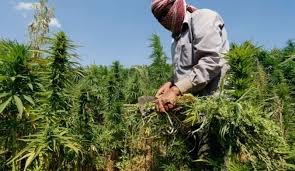 Lebanon on track to start legal cultivation of cannabis