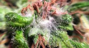Show what mold looks like on marijuana cbd cbg flower