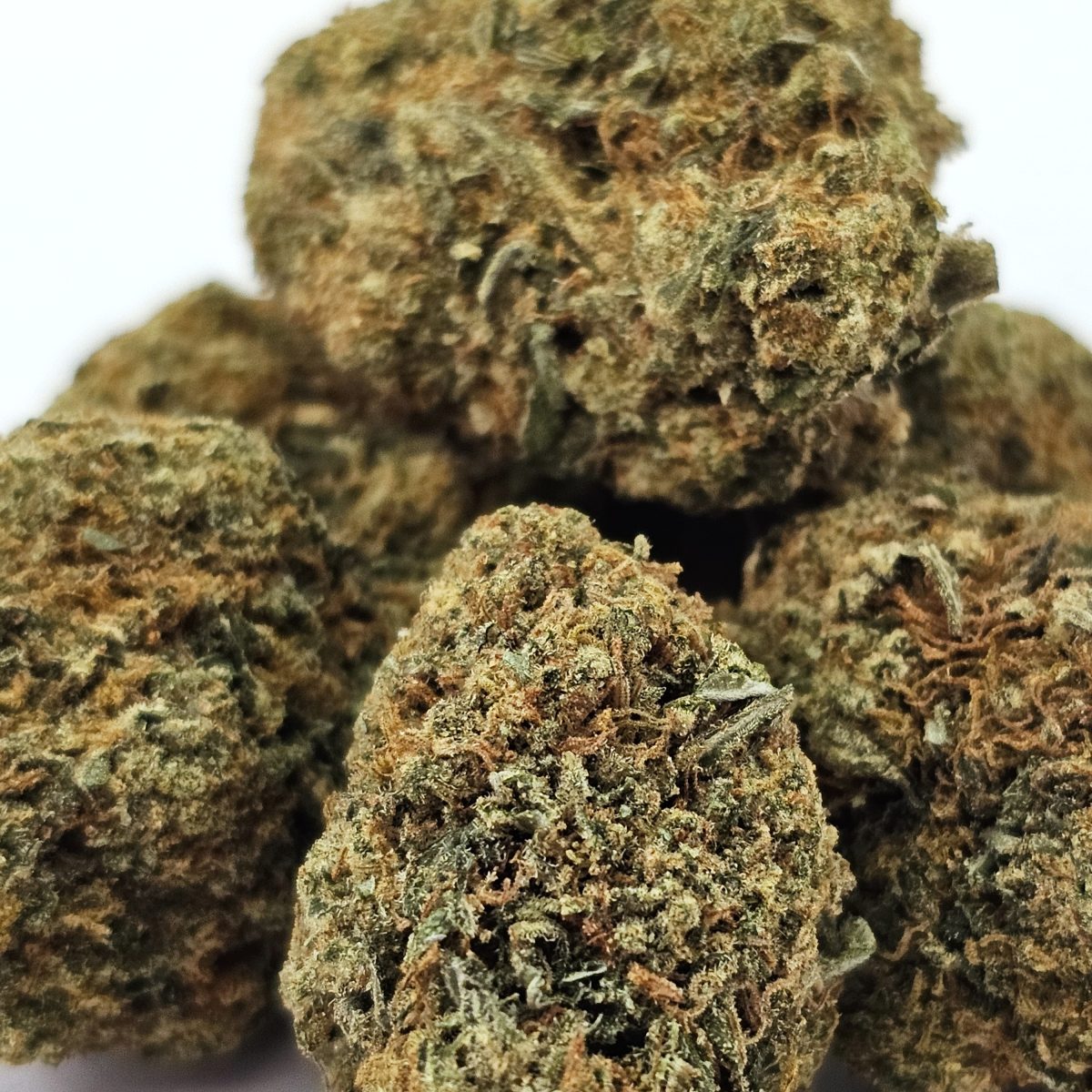 Banana Punch Bud Close Up Picture
