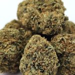Banana Punch Bud Close Up Picture